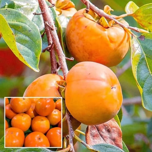 Eureka Persimmon Grafted Fruit  Plant (Height 1.5-3 Feet) Self-Pollinating Fruit Tree, Fruits After 1Year, Sweet, Rich, And Mild With A Smooth Texture,1Healthy Fresh Plant For Home Garden