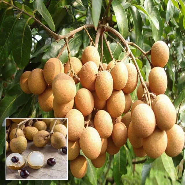 Kohala Hawaii Dragon Eye Longan Grafted Fruit  Plant (Height 1.5-2 Feet) Fruits After 1Year, Hybrid Variety, Sweet, Juicy, And Fragrant Fruit, 1 Healthy Fresh Plant For Home Garden