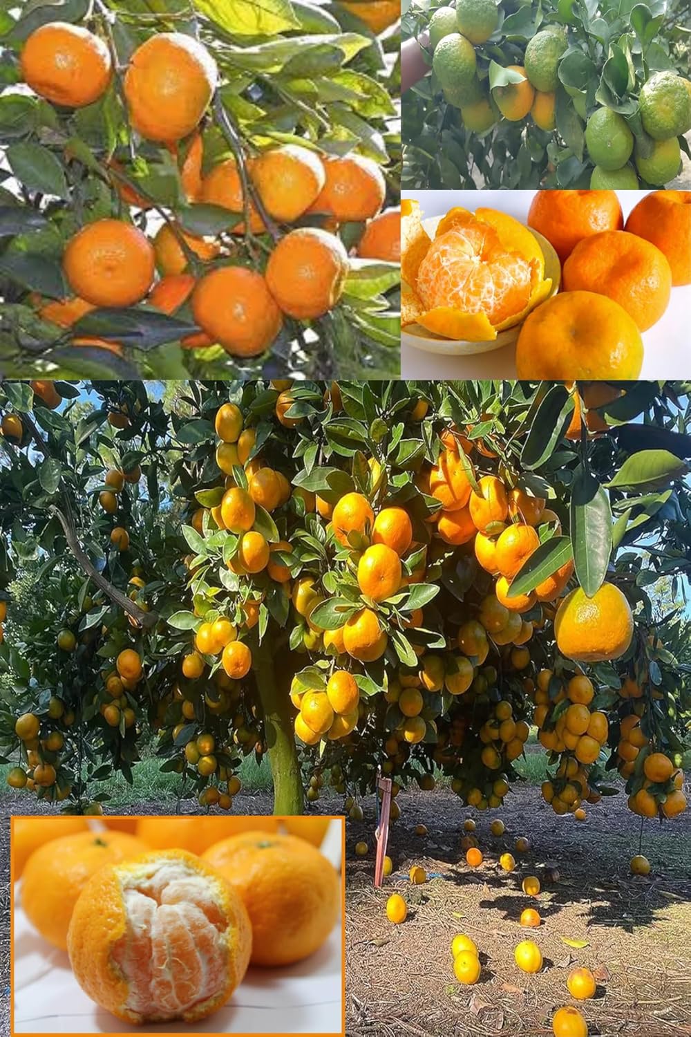 Rare Nagpur Mandarin All Time Sweet Orange Santra Grafted Fruit Plant (1.5-2 Feet Height) All Season Fresh Organic Hybrid Dwarf Varieties Fruit Tree (Pack Of-1) Outdoor  Fruit Tree