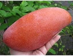 Thai King Of Chakapat Mango Aam Grafted Fruit  Plant (Height 1.5-2 Feet) Fruits After 1Year, Sweet Taste, Smooth Texture,Juicy, And Richly Flavor, 1 Healthy Fresh Plant For Home Garden