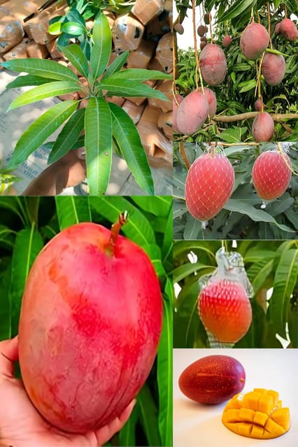 World Costliest Red Original Miyazaki Mango Plant (Height 1.5-3 Feet) Miyazaki Mango Plant Original Rare Grafted  Fruit Plant |Taste: Sweet, Rich, And Juicy|Pack Of-1  Tree