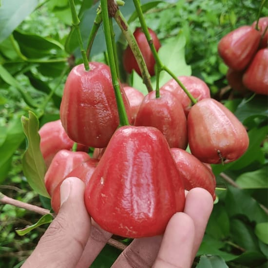 Seedless Water Apple Jamrul Red Fruit   Plant Hybrid (1.5-2 Feet Height) Jamrul Plant Original Rare Fruit Plant All Season Amrud Red Skin For Home Graden Outdoor  Tree
