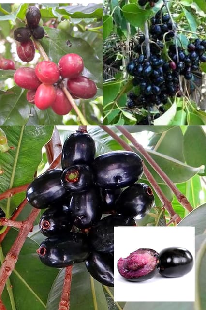 Thai Sweet Black Jamun Jambolan Jam Grafted Fruit  Plant (Height 1.5-2 Feet) Hybrid Varitey After Fruit 1 Year Sweet, Slightly Tangy Taste, 1 Healthy Plant For Home Garden