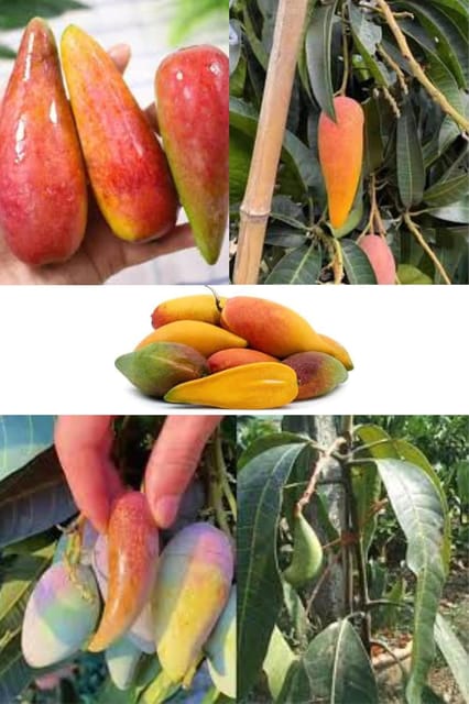 Chili Lajiao Mango Aam Grafted Fruit  Plant (Height 1.5-2.5 Feet) Exotic Mango Variety, Fruits After 1 Year, Sweet, Tangy Flavor, 1 Healthy Fresh Plant For Home Garden Outdoor