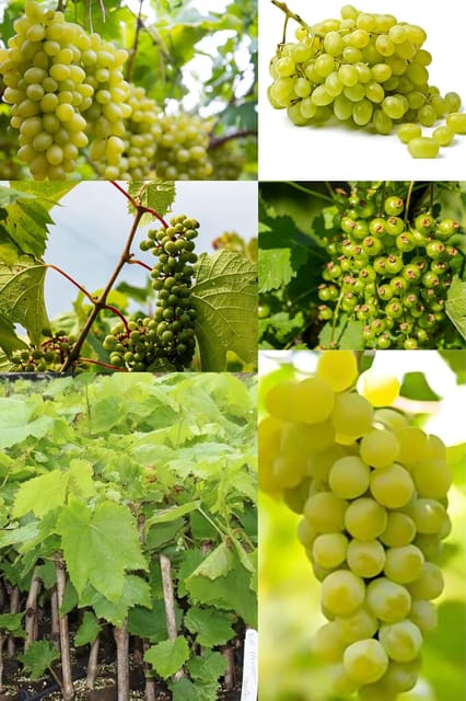 Rare  Seedlees Sweet Grapes Fruit Plant (Heaight 1-1.5 Feet) Green To Yellowish-Green In Color Grapes Orignal Hybrid Variety Fruit Plant | Juicy Fruit | Pack Of -1 Outdoor  Tree