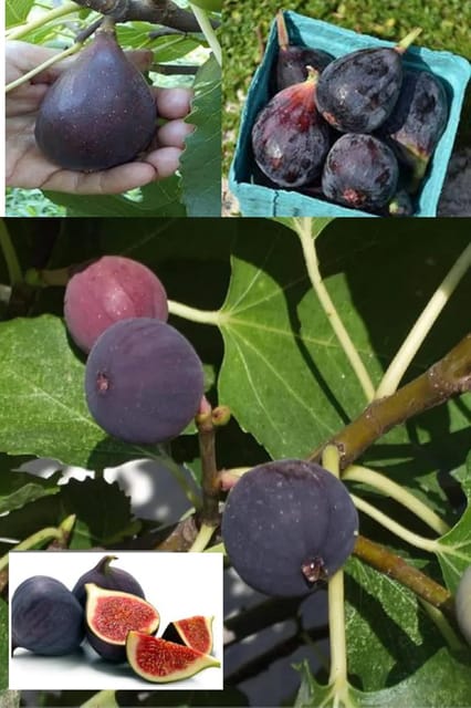 Black Mission Fig (Anjeer) Layering/Grafted Fruit  Plant (Height 1.5-2 Feet) Kali Anjeer After Fruit 6 Month Very Sweet,Rich,And Jam-Like Flavor Taste, 1 Healthy Plant For Home Garden