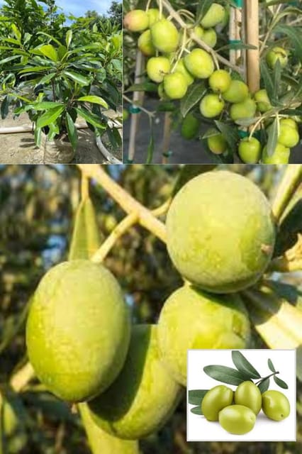 Thai All Time Sweet Olive Jalpai Layering/Grafted Fruit  Plant "(Height 1.5-2 Feet) Thailand Variety, All Season Fruits, Taste; Sweet Very Palatable,1 Healthy Fresh Plant For Home Garden