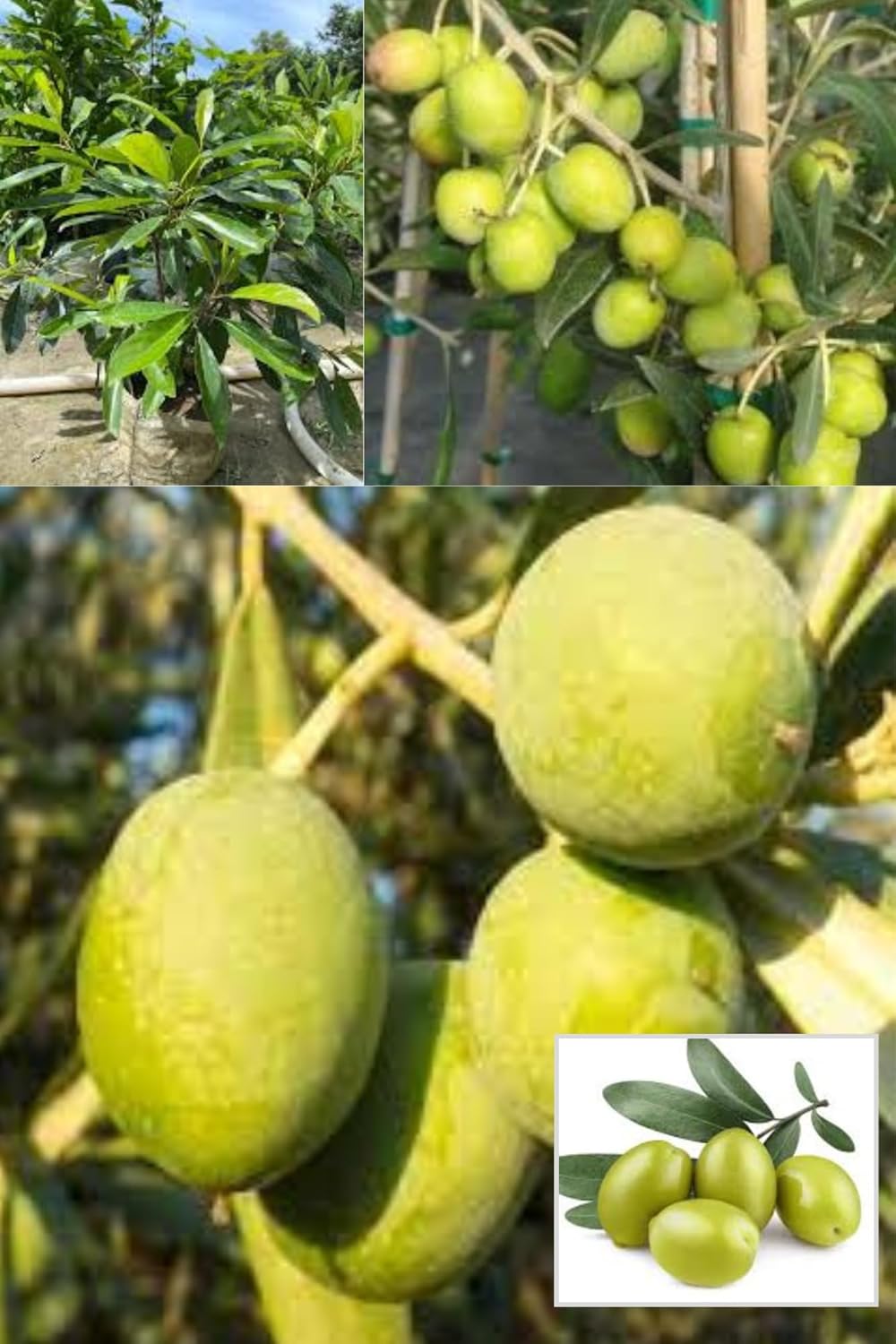 Thai All Time Sweet Olive Jalpai Layering/Grafted Fruit  Plant "(Height 1.5-2 Feet) Thailand Variety, All Season Fruits, Taste; Sweet Very Palatable,1 Healthy Fresh Plant For Home Garden