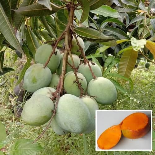 Malgova Mango Aam Grafted Fruit  Plant (Height 1.5-2 Feet) Low Fiber Content, And Sweet, Aromatic Pulp, Hybrid Varitey Mango, 1 Healthy Fresh Plant For Home Garden