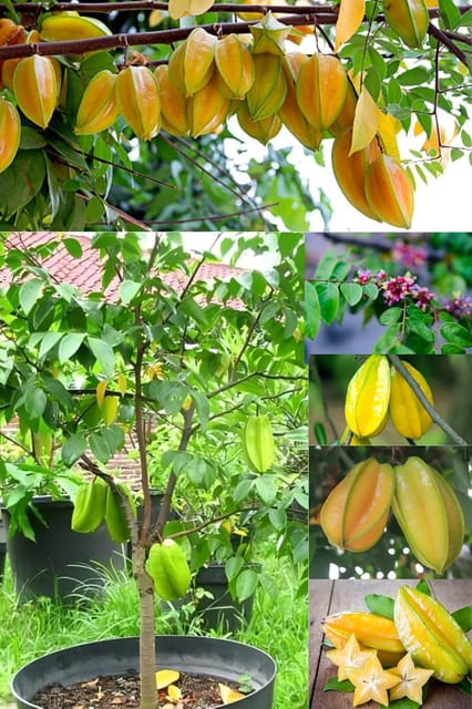 Fresh & Healthy Star Fruit/Kamranga Plant (Height 1.5-2 Feet Tall) All Season Amrud Yellow Skin With Fresh Organic Hybrid Dwarf Varieties Fruit Tree (Pack Of-1) Outdoor  Fruit Tree