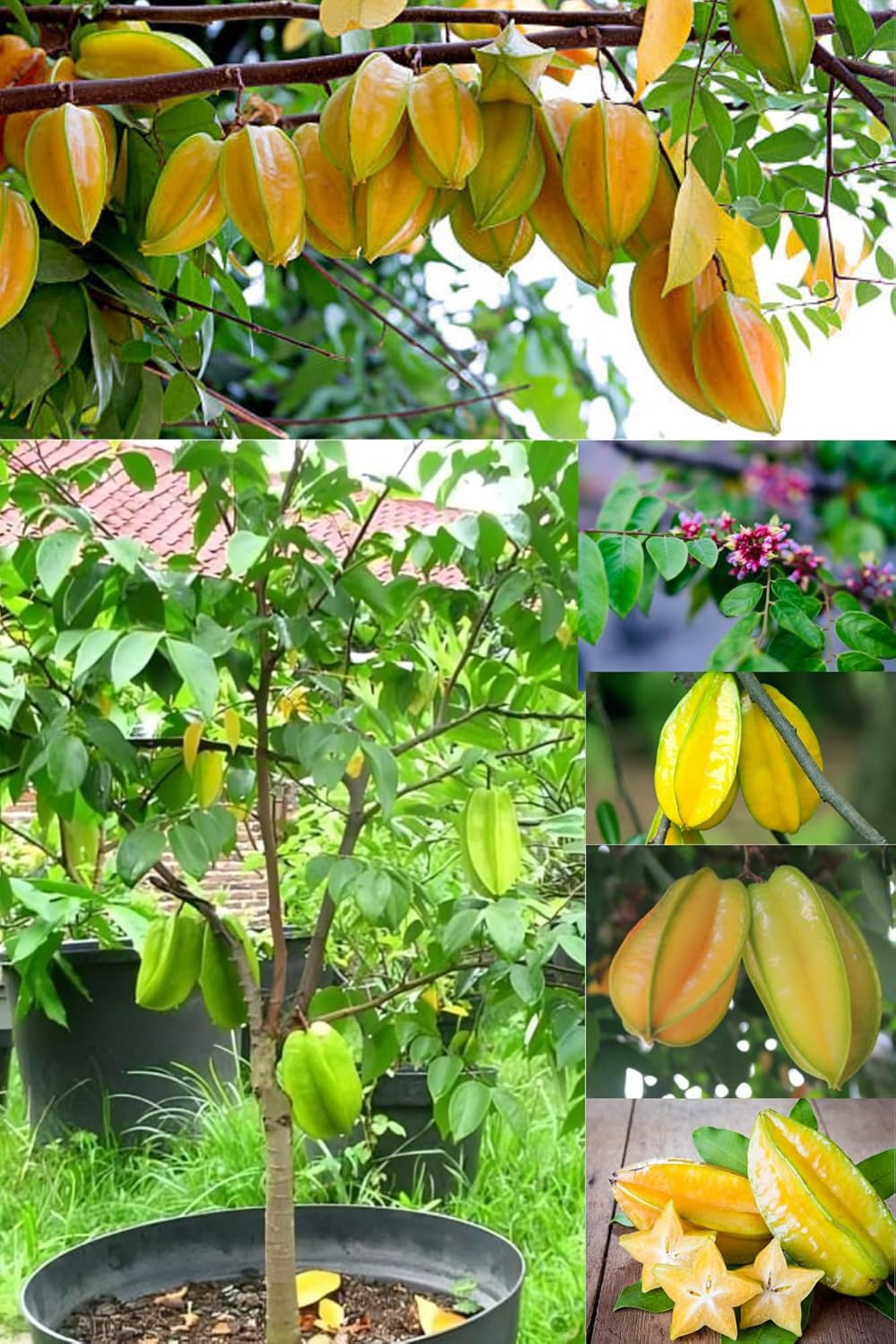 Fresh & Healthy Star Fruit/Kamranga Plant (Height 1.5-2 Feet Tall) All Season Amrud Yellow Skin With Fresh Organic Hybrid Dwarf Varieties Fruit Tree (Pack Of-1) Outdoor  Fruit Tree