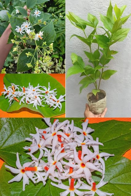 Parijat Flower Plant ,Harsingar, Shiuli, Night-Flowering Jasmine, (Height 1.5-2.5 Feet) Air Layered Tree, Fragrance & Medicinal Night Flowering Jasmine|Flower In 5 Month, For Home&Garden