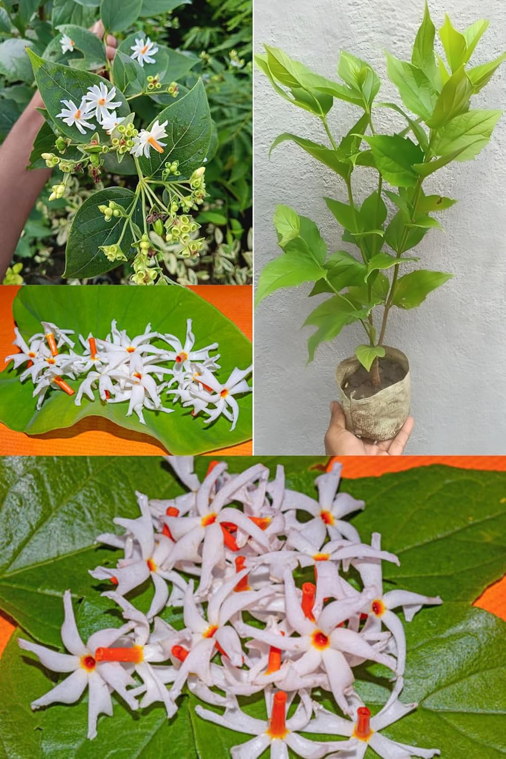 Parijat Flower Plant ,Harsingar, Shiuli, Night-Flowering Jasmine, (Height 1.5-2.5 Feet) Air Layered Tree, Fragrance & Medicinal Night Flowering Jasmine|Flower In 5 Month, For Home&Garden