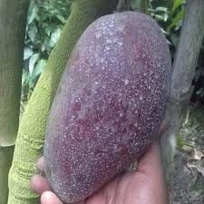 Bn 7 Mango Aam Grafted Fruit  Plant (Height 1.5-2 Feet) Banganapalli (Benishan) Variety,Flavor: Sweet,Mildly Tangy, With Rich Aroma. 1 Healthy Fresh Plant For Home Garden