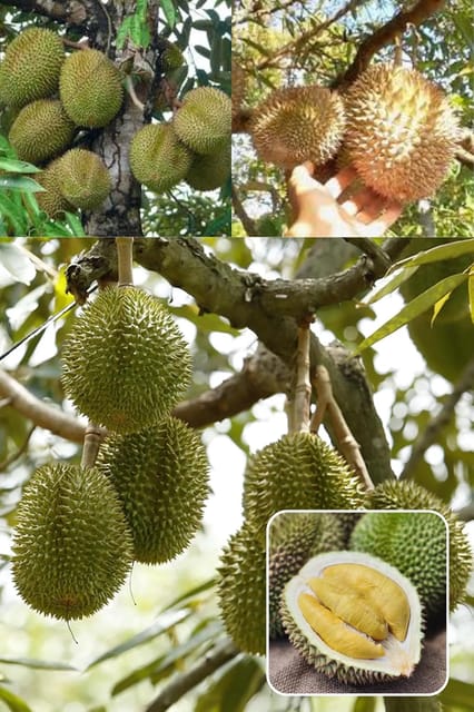 Durian (Durio Zibethinus) Grafted  Fruit Plant (Height 1.5-2 Feet) ��œKing Of Fruits After 1-2 Year,Custard-Like Pulp, Unique Sweet, Custardy Taste, 1 Healthy Fresh Plant For Home Garden