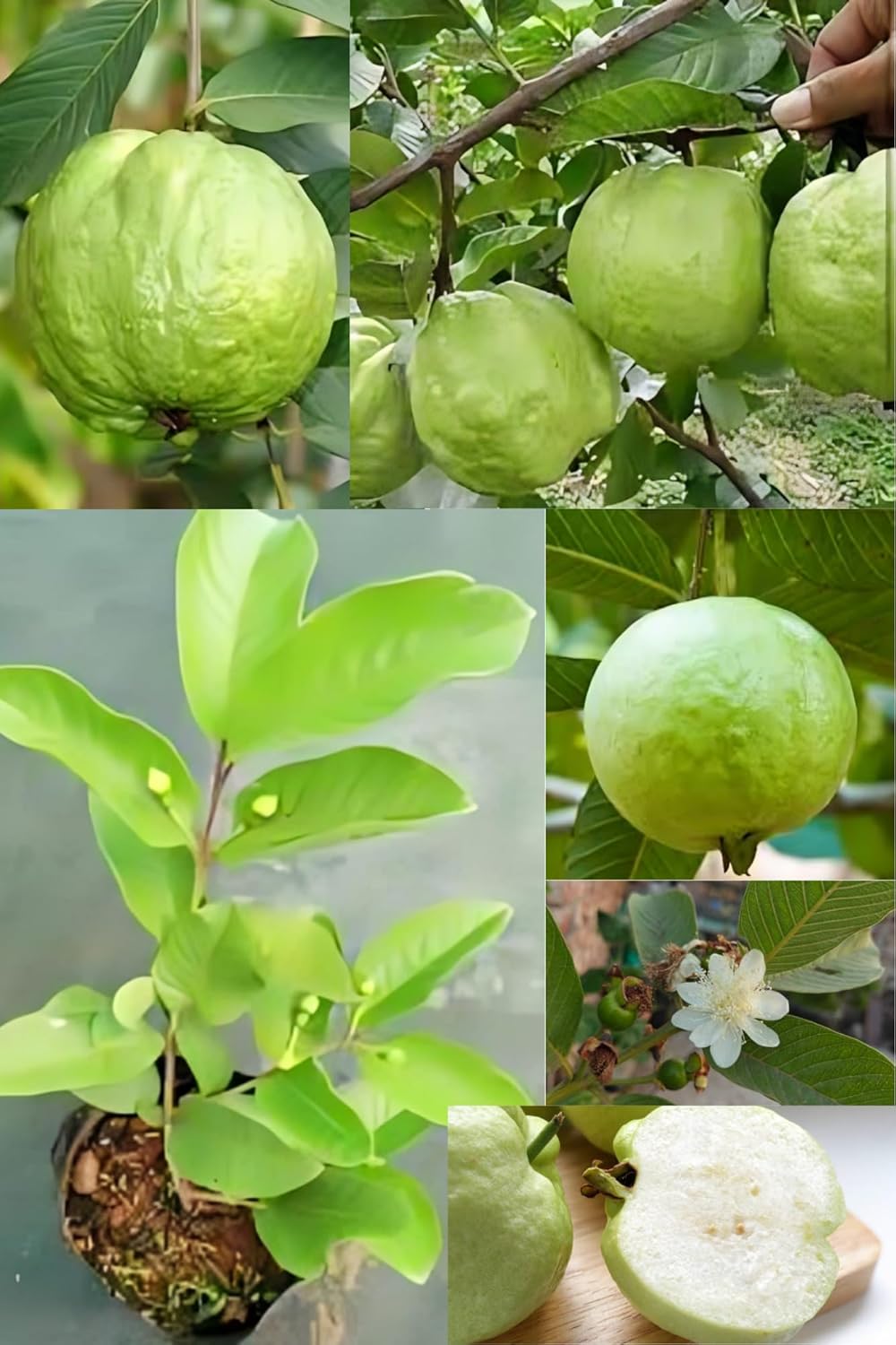 Fresh & Healthy (Banarasi) Guava Fruit Plant (Height 1.5-2 Feet) All Season Amrud Green Skin With Flesh Organic Hybrid Dwarf Varieties Fruit Tree (Pack Of-1) Outdoor  Fruit Tree