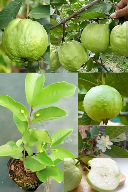 Fresh & Healthy (Banarasi) Guava Fruit Plant (Height 1.5-2 Feet) All Season Amrud Green Skin With Flesh Organic Hybrid Dwarf Varieties Fruit Tree (Pack Of-1) Outdoor  Fruit Tree