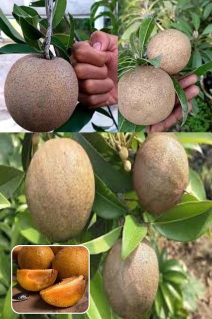 Jambo Chikoo Sapota Grafted Fruit  Plant (Height 1.5-2 Feet) For Home Garden