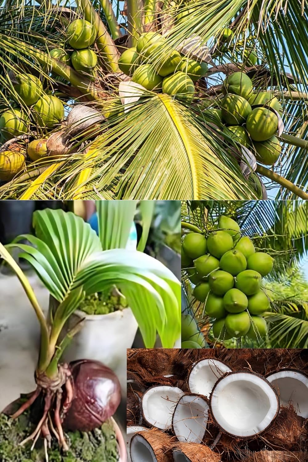 Kerala Kalpasree Coconut Nariyal Hybrid Dwarf Fruit Plant (Heaight 1.5-2 Feet) Coconut Orignal Rare Hybrid Sweet Fruit Plant |For Home Graden Outdoor Fruit  Tree