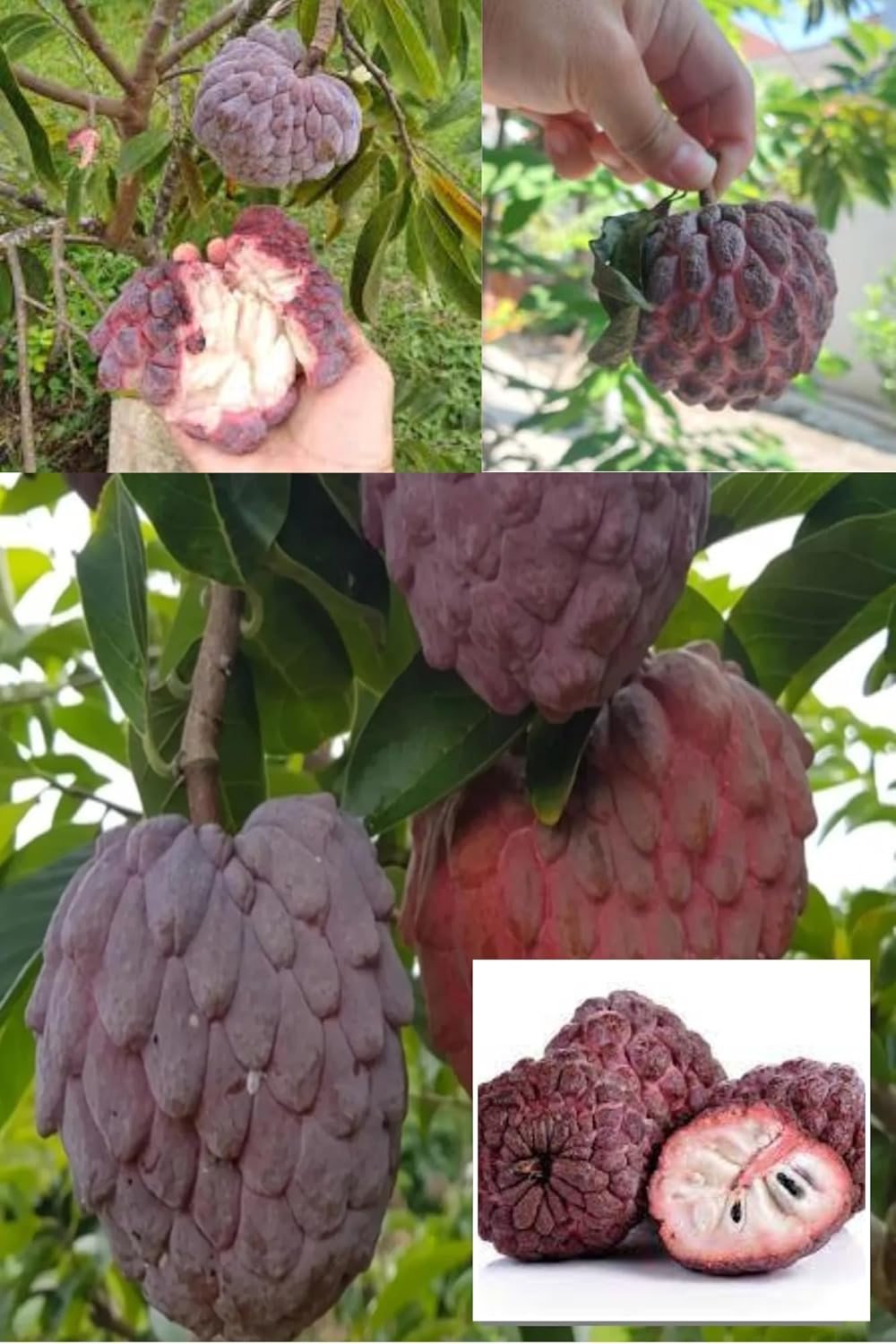 Sweet Custard Apple Suger Apple Sitafal Atta Grafted Fruit  Plant (Height 1.5-2.5 Feet) Fruits After 8-10 Month, Soft, Creamy, Sweet, Mildly Tangy Taste, 1 Healthy Plant For Home Garden