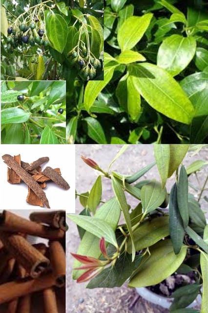 Rare  Dal Chini Plant (Cinnamon Tree) Karuvapatta (1.5-2 Feet Height) Aromatic Spice Plant Fragrant Bark Fresh Grafted Variety(1 Healthy Plant) For Home Graden Outdoor