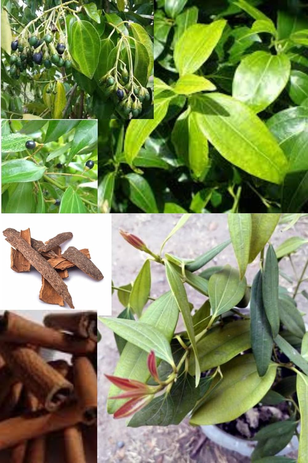 Rare  Dal Chini Plant (Cinnamon Tree) Karuvapatta (1.5-2 Feet Height) Aromatic Spice Plant Fragrant Bark Fresh Grafted Variety(1 Healthy Plant) For Home Graden Outdoor