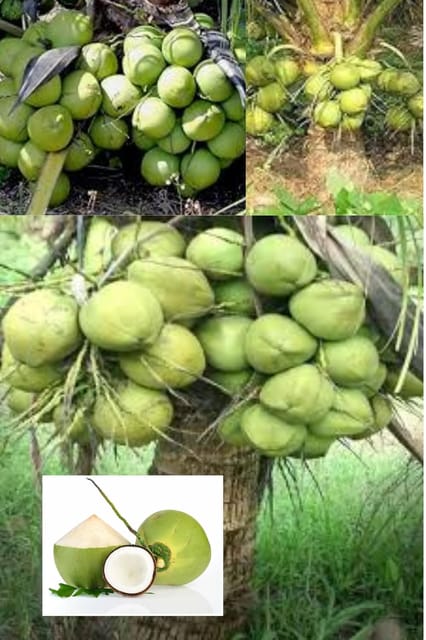 Ganga Bandom Coconut Nariyal Hybrid Dwarf Fruit  Plant (Height 2-3 Feet) After Fruit 2-2.5 Years Coconut Water (Sweet And Refreshing) (1 Healthy  Tree) For Home Garden