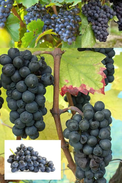 Black Grapes Kali Angoor Layering/Grafted Fruit  Plant (Height 1.5-2 Feet) Vitis Vinifera (Black Variety) Smooth Skin, Juicy Pulp,Sweet With Mild Tangy, 1 Healthy Palnt For Home Garden