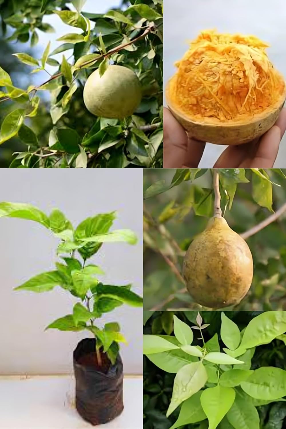 Sweet Beal Fruit Plant (Aegle Marmelos) Fresh & Healthy (Height 1.5-2 Feet) Hybrid Fruit Plant | Bilva Patra | Bel Patra | Fruit After 8-9 Month | Esay Grow |Pack Of-1| Outdoor  Tree