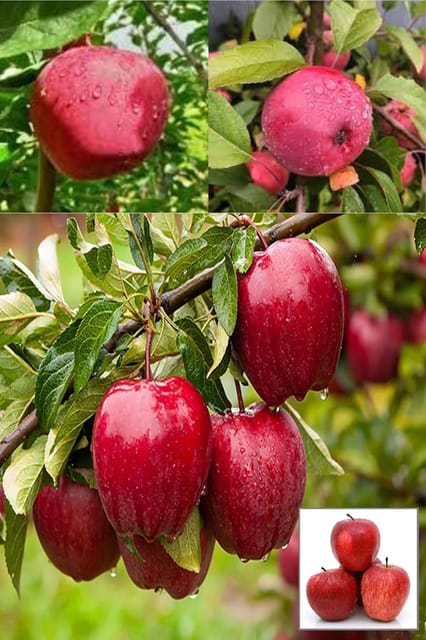 Michael Low Chill Tropical Apple Seb Grafted Fruit  Plant (Height 1.5-2 Feet) Fruits After 1Year, Flesh Is Juicy, Sweet To Tart Taste, Fast Growing, 1 Healthy Plant For Home Garden