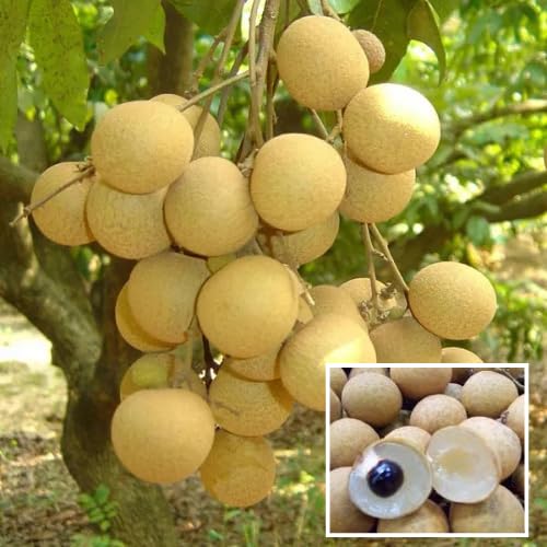 Daw Dragon Eye Longan Grafted Fruit  Plant (Height 1-15 Feet) Fruits After 1 Year, Sweet, Aromatic Fruit High Yield, Excellent Taste, 1 Helthy Fresh Plant For Home Garden