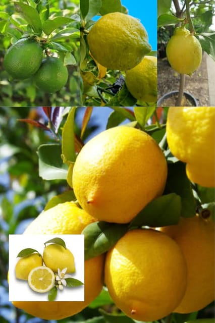 Nimbu Seedless All Time Lemon Nimbu (Citrus Limon) Layering/Grafted Fruit  Plant (Height 1-1.5 Feet) After Fruits 10 Month (1 Healthy Plant) For Home Garden Tree