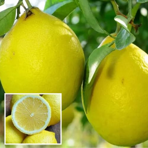 Big Size Ball Pati Nimbu Lemon Layering/Grafted Fruit  Plant (Height 1-2 Feet) Lemons With Thin Yellow Skin, Lemons, Rich In Juice And Vitamin C. 1 Healthy Plant For Home Garden