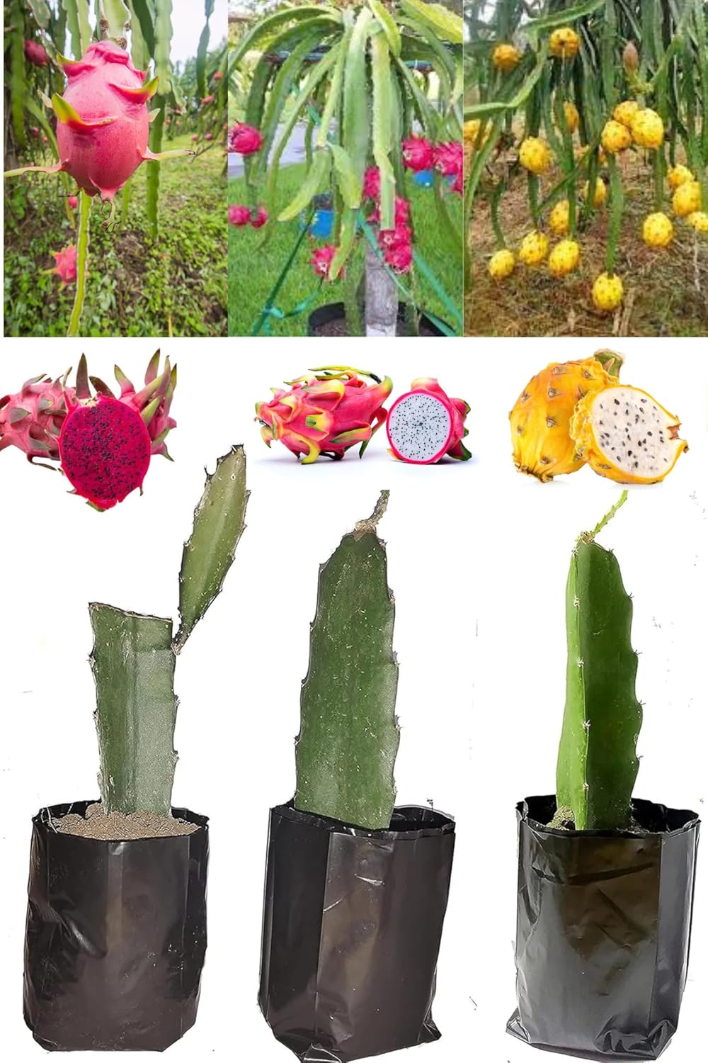 Pack Of 3 Pink,White & Yellow Colombiana Dragon Cutting/Grafted Fruit  Plant (Height 1-2 Feet) Exotic Cactus Variety,Climbing Cactus, 3 Heathy Fresh Plant For Home Garden