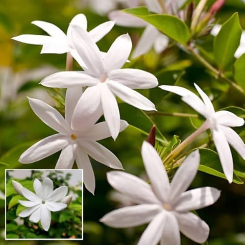 All Time Jasmine Kundo Flower, Kundo, Snowflake, Milky Way, Arctic Snow  Plant (Height 1.5=2 Feet) Air Layered | Sweet Mildly Fragrant (1 Healthy  Plant) For Home Garden