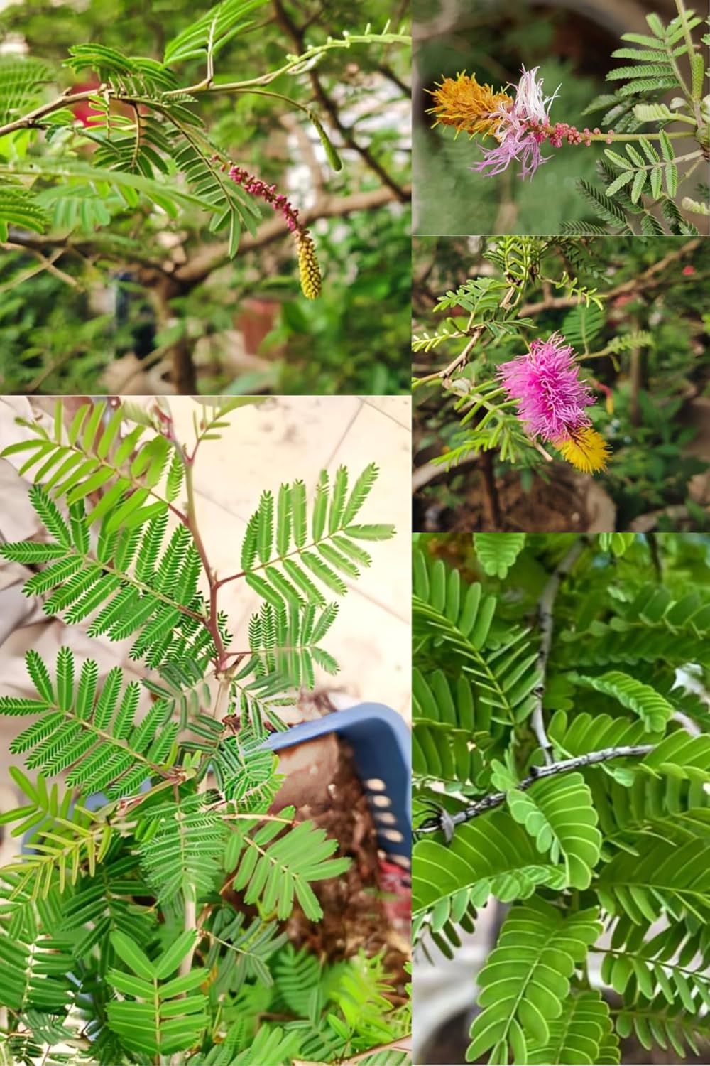 Rare  Indian Good Luck Shami (Prosopis Cineraria) Flowers Plant (Height-1-2 Feet) Shami Original Hybrid Variety Lucky Plant For Home Garden Outdoor/Indoor  Tree | Easy Care |