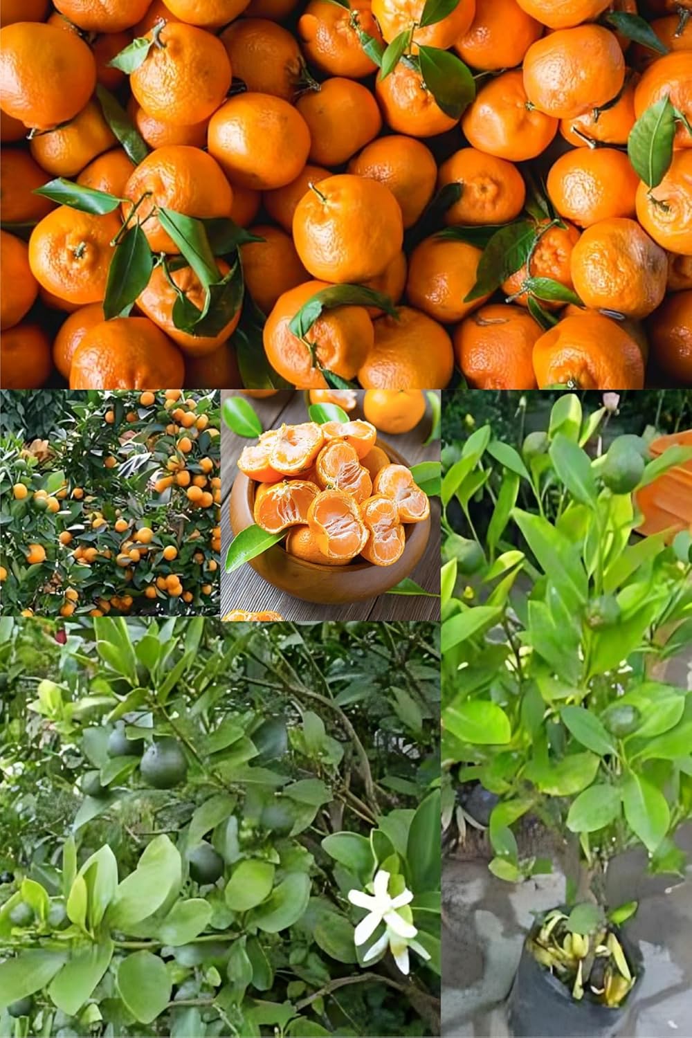 Zxxxyanbi Rare Sweet China Orange (Santra Grafted) Fruit Plant (Height 1.5-2 Feet) Orange Orignal Hybrid Variety Fruit Plant Pack Of -1 For Home Graden Outdoor  Tree