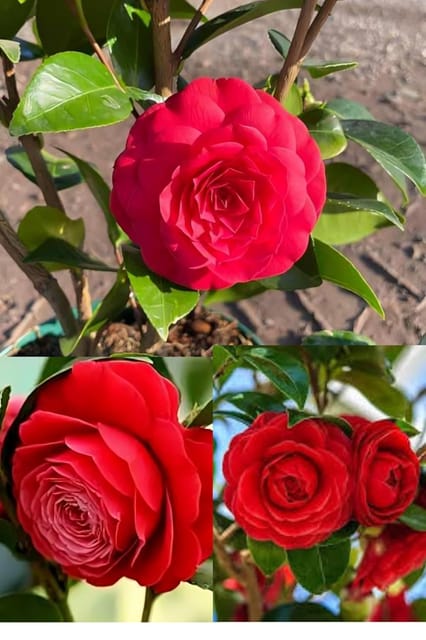 Rare Variety Camellia Red Beauty  Flower Plant Hybrid [Height1.5-2 Feet Plant] Camellia Red Original Rare Variety Flower Plant For Home Graden Outdoor Balcony Bush Tree (Pack Of 1)