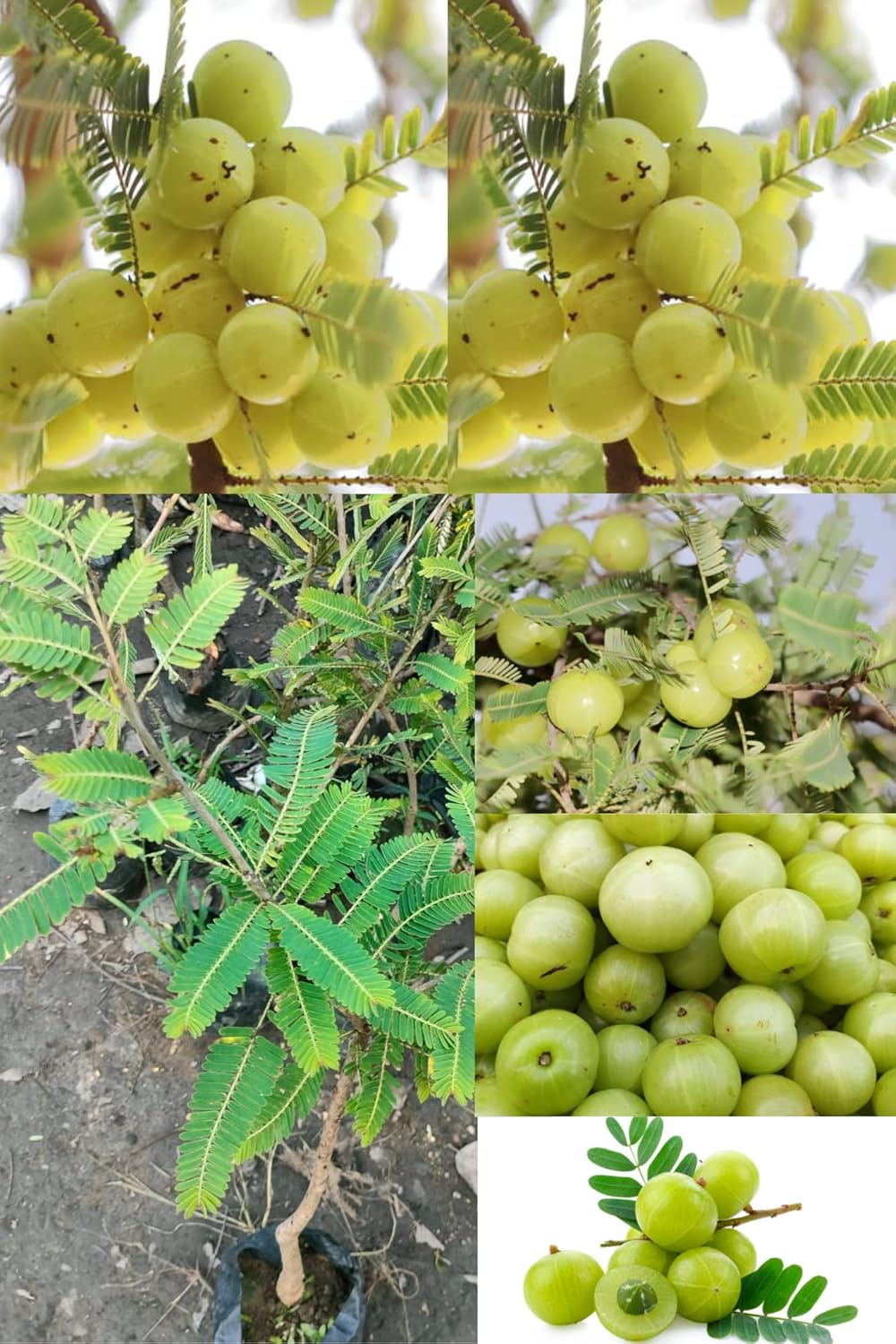 Fresh & Healthy Indian Gooseberry/Amla Fruit Plant (Medium-Size) All Season Amrud Green Skin With Flesh Organic Hybrid Dwarf Varieties Amalaki Fruit (Pack Of-1) Outdoor  Fruit Tree