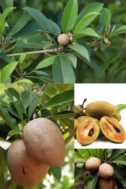 Rare  Sweet Hasya Sapota/Sapodilla Fruit Plant (Height 1.5-2 Feet) Hasya Sapota/Chikoo Orignal Hybrid Variety Grafted Fruit Plant For Home Graden Outdoor Plant Tree