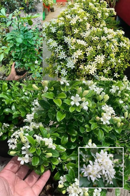 All Time Madhu Kamini Murraya Paniculata, Orange Jasmine, Kamini Flower  Plant (Height 1.5-2 Feet) Air Layered Baromasi Flower, Fragrance: Sweet, Orange-Blossom For Home Garden
