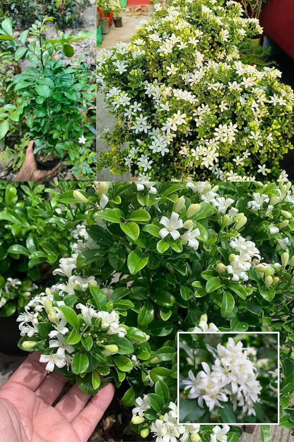 All Time Madhu Kamini Murraya Paniculata, Orange Jasmine, Kamini Flower  Plant (Height 1.5-2 Feet) Air Layered Baromasi Flower, Fragrance: Sweet, Orange-Blossom For Home Garden