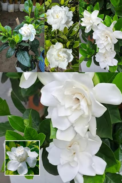 Rare All Time Gandharaj Flower, Gardenia Cape Jasmine  Plant (Height 1.5-2 Feet) Air Layering | "King Of Fragrance Sweet, And Heady (1Healthy  Tree) For Home Garden Shrub