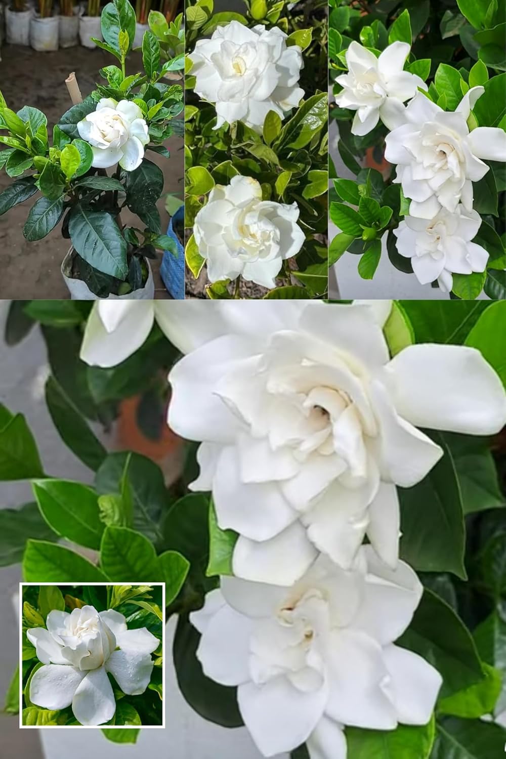 Rare All Time Gandharaj Flower, Gardenia Cape Jasmine  Plant (Height 1.5-2 Feet) Air Layering | "King Of Fragrance Sweet, And Heady (1Healthy  Tree) For Home Garden Shrub