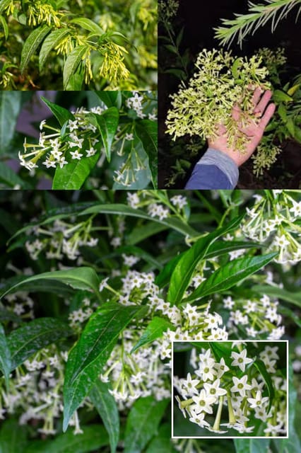 Rare Hasnuhana, Raat Ki Rani, Night-Blooming Jasmine, Lady Of The Night  Flower Plant (Height 1.5-2 Feer) Gardening Well Watered Hasnuhana Flowers With Strong And Sweet Fragrance Plant