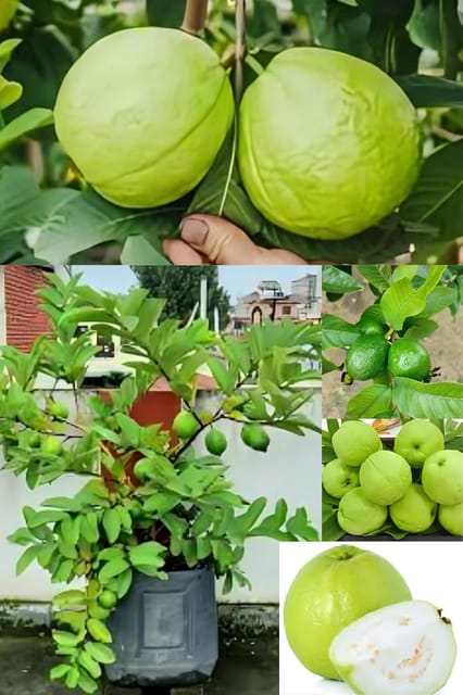 Fresh & Healthy (Allahabad Safeda) Guava Fruit Plant (Height 1.5-2 Feet) All Season Amrud Green Skin With Flesh Organic Hybrid Dwarf Varieties Fruit Tree (Pack Of-1)  Fruit Tree