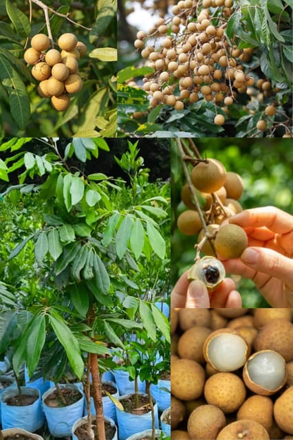 Fresh & Healthy Sweet Thai (Dimocarpus Longan) Fruit Plant |Height 1.5-2 Feet) All Season Amrud Light Brown Skin With Flesh Organic Hybrid Grafted Fruit 12 Month Outdoor  Tree