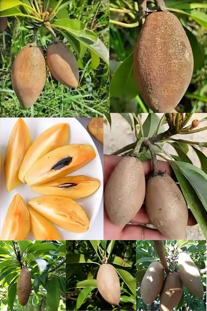 Rare Chikoo Thai Banana Long Variety Sapota Fruit Grafted  Plants (Height 1.5-2 Feet) Chikoo Fruit Hybrid Vareity Plant |Taste: Sweet, Caramel-Like Flavor| For Garden Outdoor  Tree-1