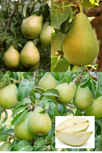 Babugosha Pear Pyrus Communis Nashpati Layering/Grafted Fruit  Plant (Height 1.5-2.5 Feet) All Season Hybrid Fruit Plant Sweet With Mild Taste For Home Garden Tree