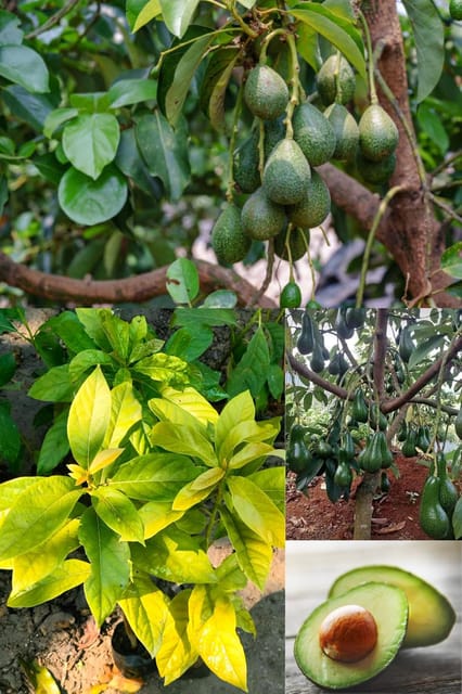 Avocado Fruit Plant (Height 1.5-2 Feet) Avocado, Butter Fruit, Alligator Pear Hybrid Plant Hass Avocado Persea Americana Alligator Pear Butter Fruit Rare Variety For Home Outdoor Tree